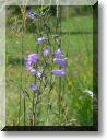 2012-06-10-BALADE-FORET FACQ-002.jpg